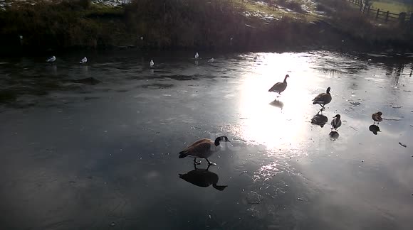 Goose skates across frozen canal in Littleborough