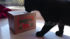 veigar kitten meets cat money box