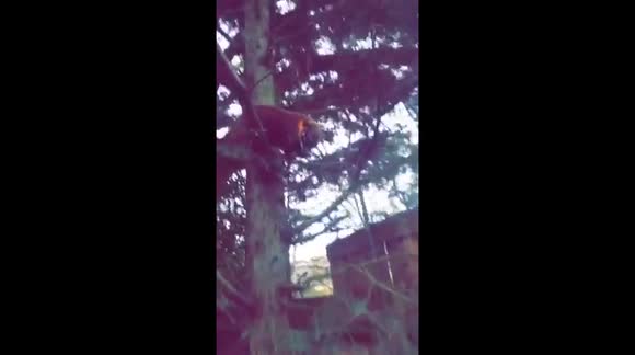 Shock as Exotic Animal is Spotted in British Families Garden in Marlow, Buckinghamshire