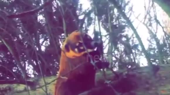 Rare exotic animal found in UK garden