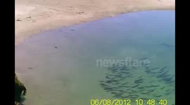 SQUID Trapped In A Tidal Pool