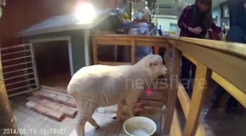 Sheep Cafe in May 2014