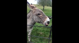 Crazy donkey licking fence