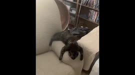 Cat sleeping over couch with open arms