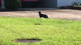 Cat unexpectedly befriends white rat rather than eating it