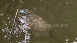 Very happy Pac Man Turtle, it doesn’t get better than this!