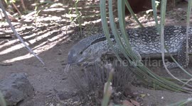 Rock Monitor lizard enjoys a windfall meal of egg and bread