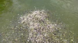 Hungry fish fighting for food