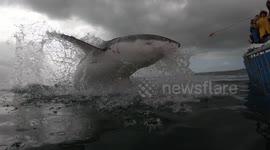 Great white shark breaches close to onlookers in attempt to eat bait dangling from boat