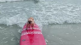 French bulldog surfs waves in Thailand