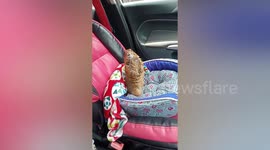 Pet Prairie Dog Rides On Car Front Seat