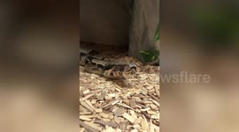 Python Yawns Showing Its Huge Mouth