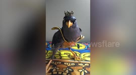 Pet Majestic Bird Wears King Outfit