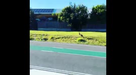 Australia spotted on streets of Melbourne, Australia