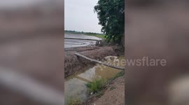 Hapless dog plunges into ditch while trying to cross a log bridge