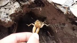 Thai locals catch crickets to eat during the country's rainy season