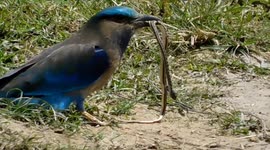 Indian roller seen feeding on a Bronzeback tree snake in Eastern India