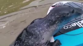 This is the moment a family of paddle boarders had a close encounter with a stowaway seal