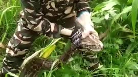 Massive python rescued by forest officials in northern India