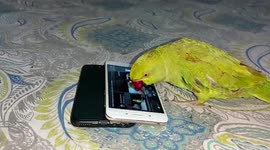 'That's a pretty birdie!' Parrot scrolls through videos of other birds on smartphone
