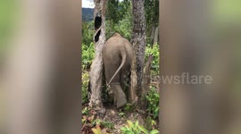 Baby elephant misjudges size of backside and gets stuck between two trees