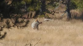 Coyote having a nice meal.