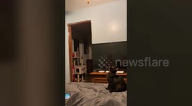 Hilarious moment tabby cat leaps up to switch off ceiling light