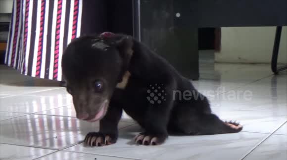 Sun bear cub with crippled leg rescued after getting lost in jungles of Indonesia