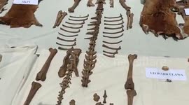 Wildlife poaching racket busted by forest officials in southern India