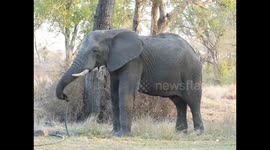 Elephant pulls water pipe out of ground to get fresh water