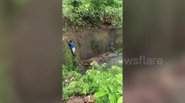 Hero passerby climbs into dirty canal to save injured dog
