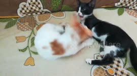 Sofi Kitten Twins Fight On Bed