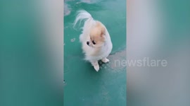 Pomeranian Braves Typhoon Bavi In South Korea