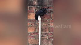 Smart rook switches on water tap to drink water