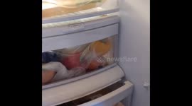 Hilarious fox tries to steal chicken from the refrigerator and complains that it's too hard