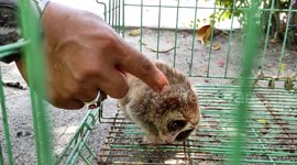 Meet the Southeast Asian animal that's endangered for being 'too cute'