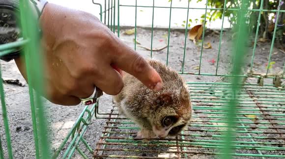 Meet the Southeast Asian animal that's endangered for being 'too cute'