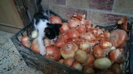 Sofi Kitten Play Time On Onion Basket