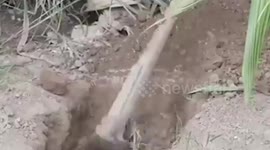 Chef slammed after 'burying chicken alive for two weeks' before cooking