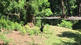 Carefree monkey swings his arms while skipping across grass