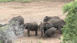 African Elephants drink clean water from wells they dug themselves
