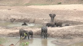 Eager Elephants rush down riverbank to drink, spray and play