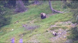 Wild brown bear with cubs