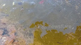 ASMR of life under frozen water on a very cold morning (No talking)