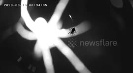 Spider crawl over security Cam