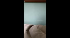 White fluffy dog tries to jump up onto the bed and fails