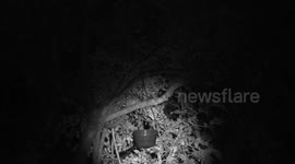 A beautiful Lesser Galago (Bush Baby) feeding at night