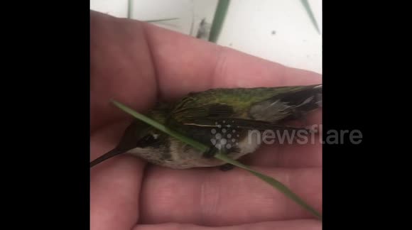 US nurse rescues and releases injured hummingbird trapped in spider web