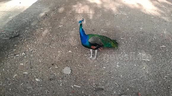 Gorgeous Queen Of Indian Peafowl