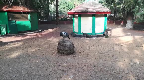 Black King Of Indian Peafowl